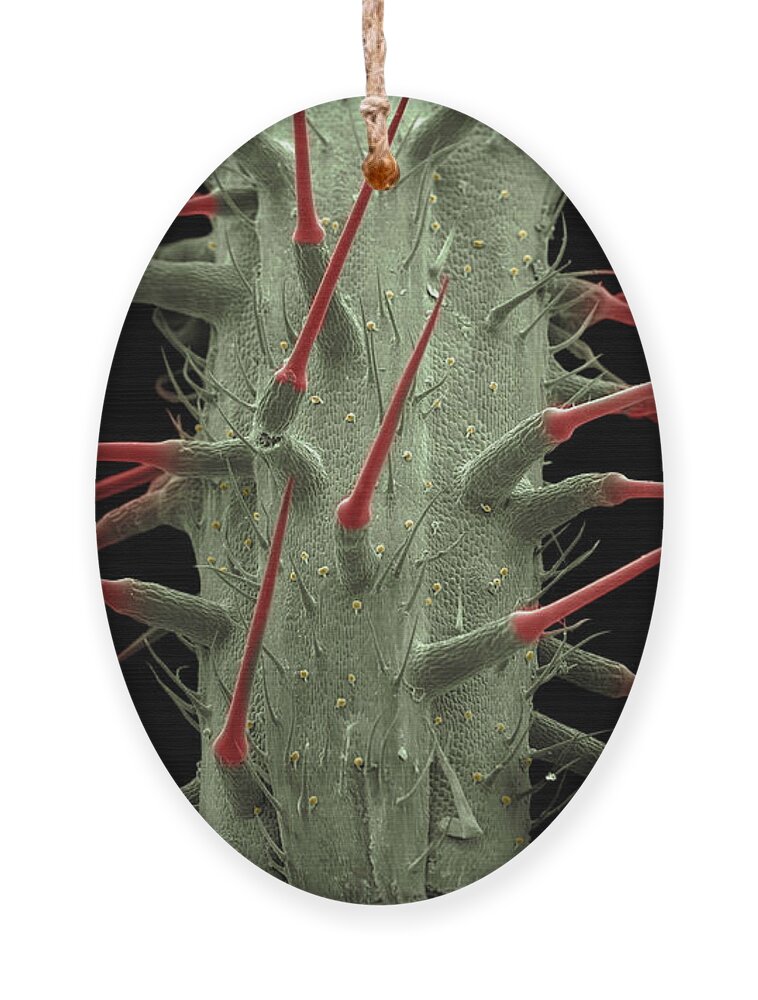 Alternative Medicine Ornament featuring the photograph Stinging Nettle SEM by Ted Kinsman