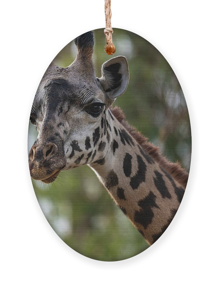 San Diego Zoo Ornament featuring the photograph Stretching My Neck Out for This Photograph by David Levin