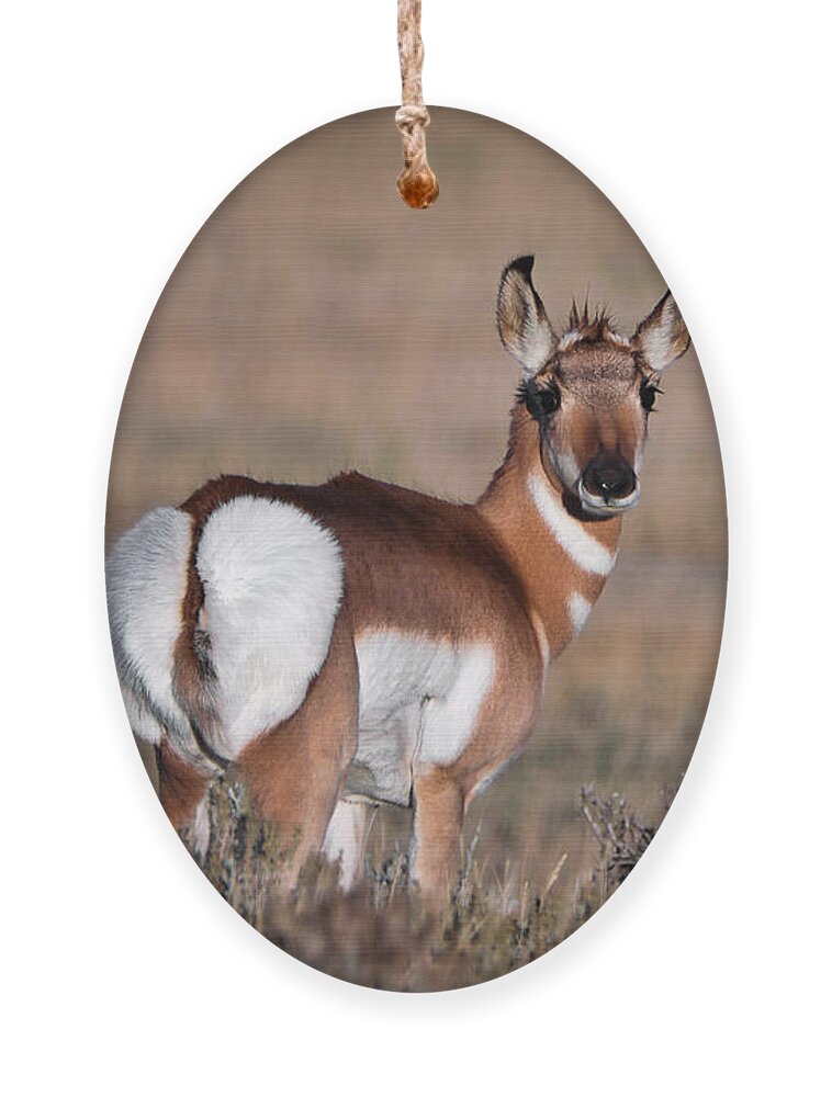 Pronghorn Antelope Ornament featuring the photograph Strike a Pose by American Landscapes