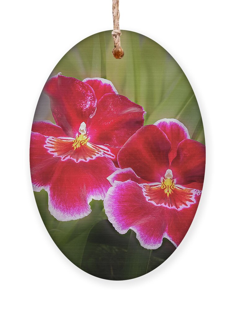 Pansy Orchid Ornament featuring the photograph Striking Pansy Orchids by Elvira Peretsman