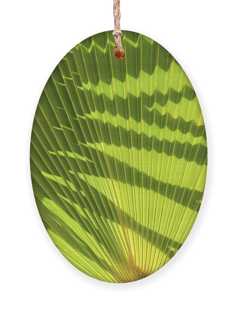 Palm Leaf Ornament featuring the photograph Structure of green palm leaf with shadows 2 by Adriana Mueller
