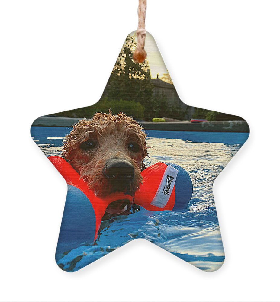 Goldendoodle Ornament featuring the photograph Suburban Aqua Fetch by Lee Darnell