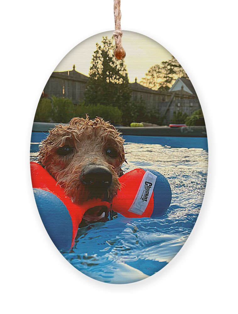 Goldendoodle Ornament featuring the photograph Suburban Aqua Fetch by Lee Darnell
