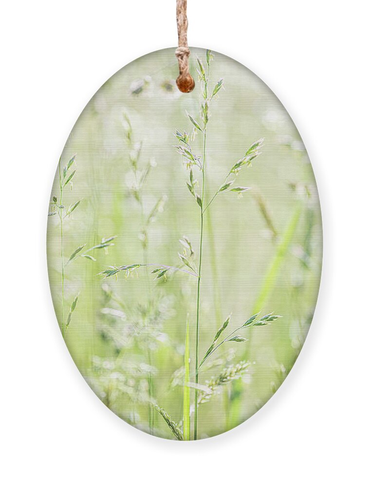 Grass Ornament featuring the photograph Summer Grass by Amelia Pearn