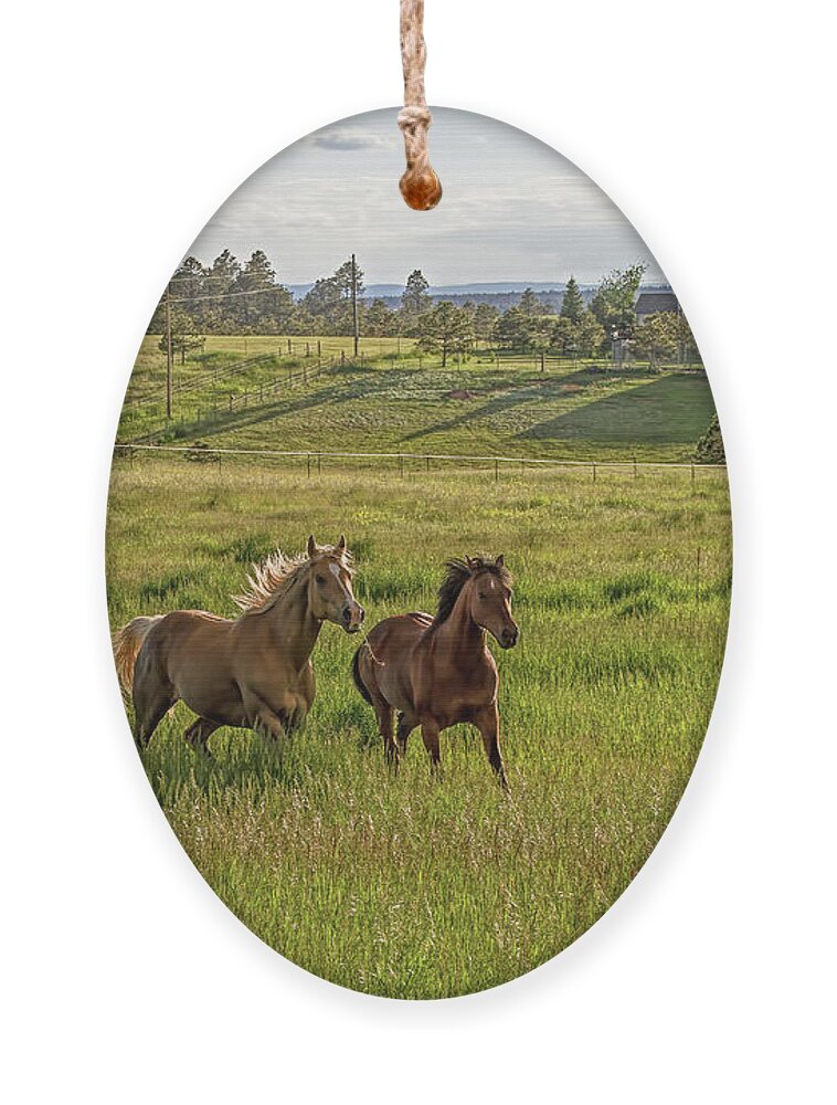  Horses Ornament featuring the photograph Summer Run by Alana Thrower
