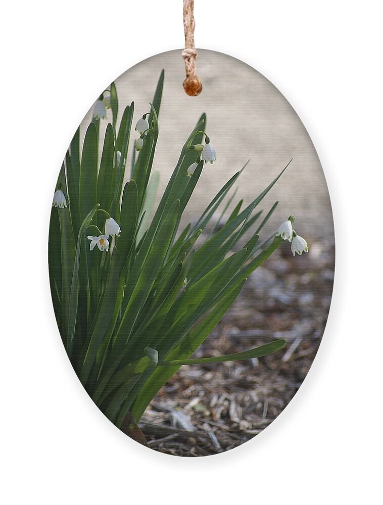  Ornament featuring the photograph Summer Snowflake by Heather E Harman