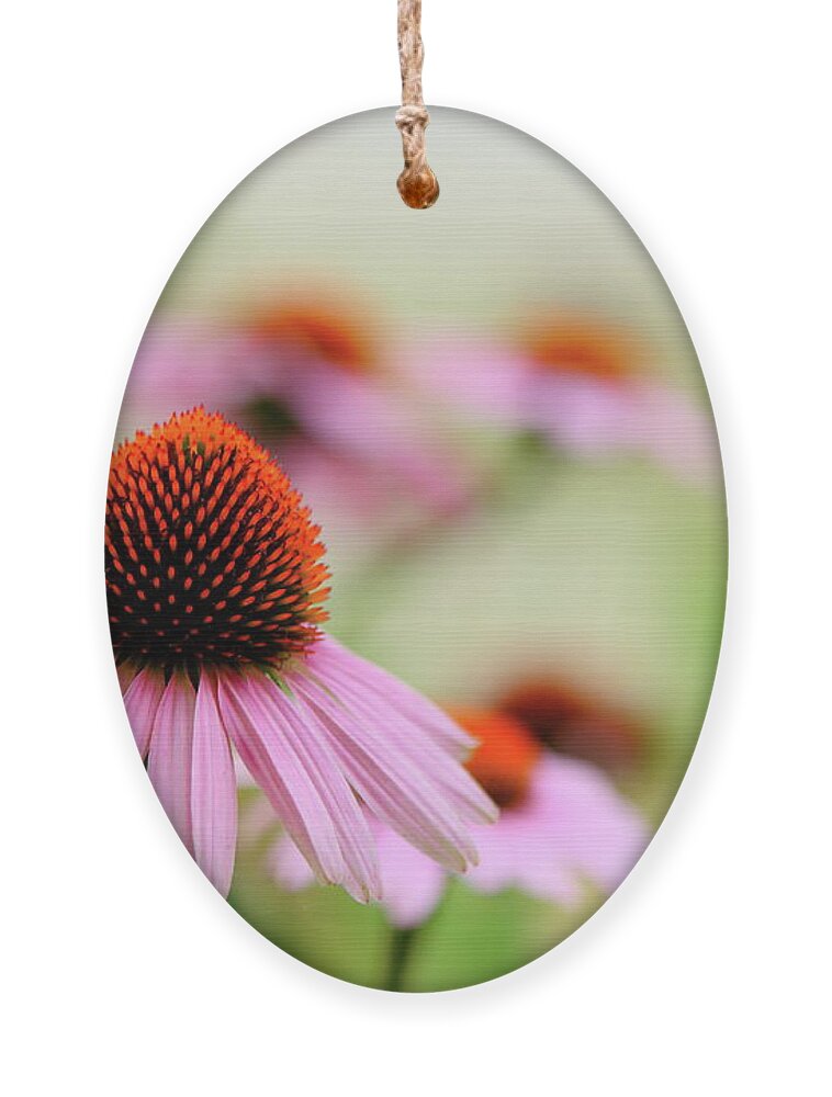 Summer Ornament featuring the photograph Summertime Beauty by Lens Art Photography By Larry Trager