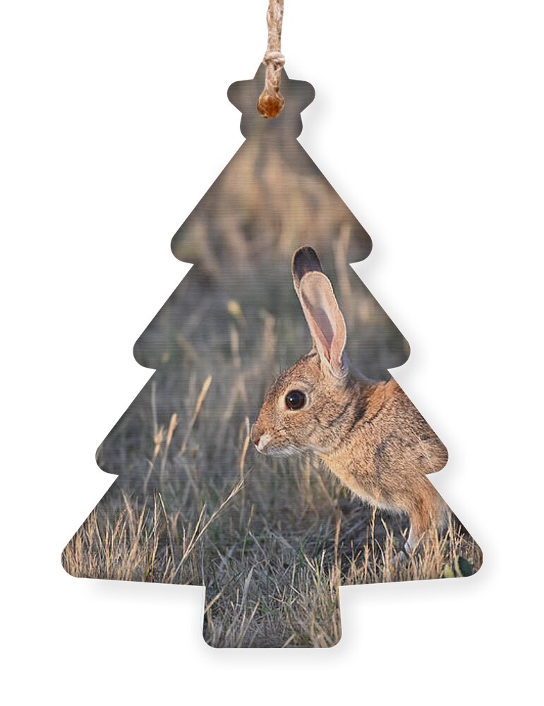 Lepus Californicus Ornament featuring the photograph Sun in my Eyes - The Easter Bunny by Amazing Action Photo Video