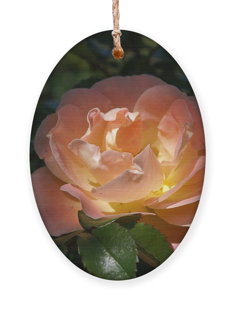  Ornament featuring the photograph Sun-kissed Rose by Heather E Harman