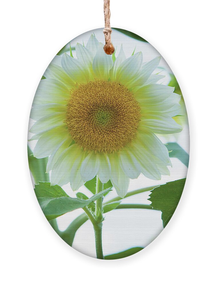 Sunflower Ornament featuring the photograph Sunflower_6853 by Rocco Leone
