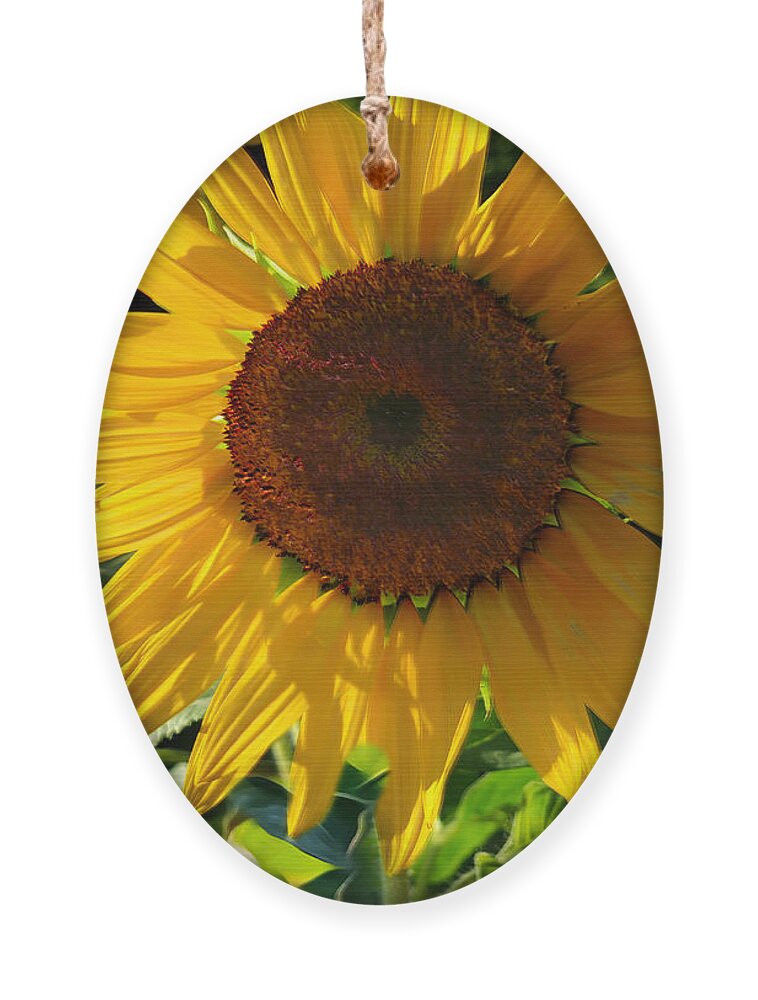 Wall Art Ornament featuring the photograph Sunflowers by Carol Whaley Addassi