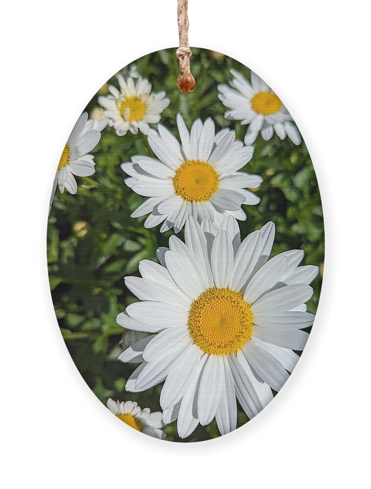 Floral Ornament featuring the photograph Sunny Flowers by Annalisa Rivera-Franz
