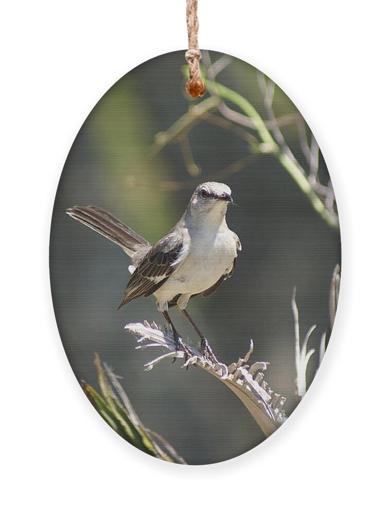  Ornament featuring the photograph Sunny Mockingbird by Heather E Harman