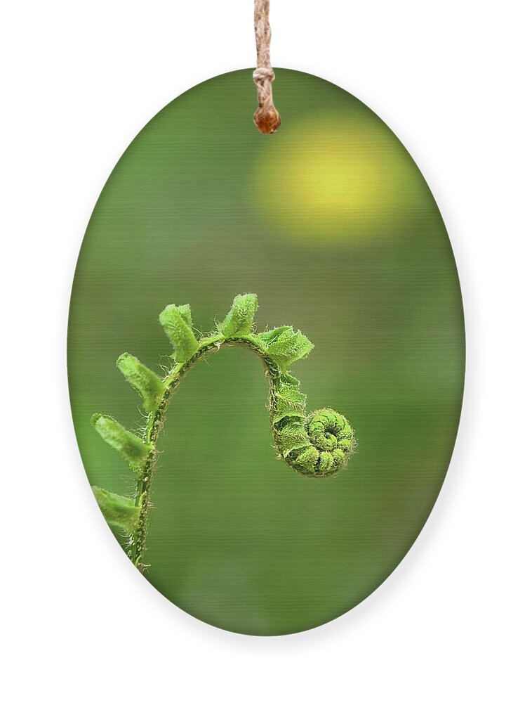 Fern Ornament featuring the photograph Sunrise Spiral Fern by Christina Rollo