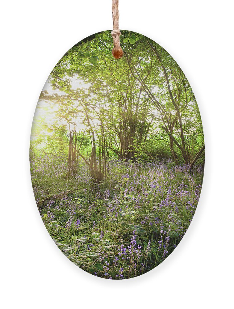Bluebells Ornament featuring the photograph Sunrise streaming through bluebell wood in spring by Simon Bratt