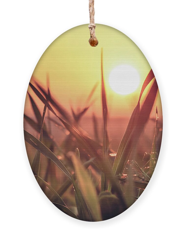 Soil Ornament featuring the photograph Sunset on a grass field by Vaclav Sonnek