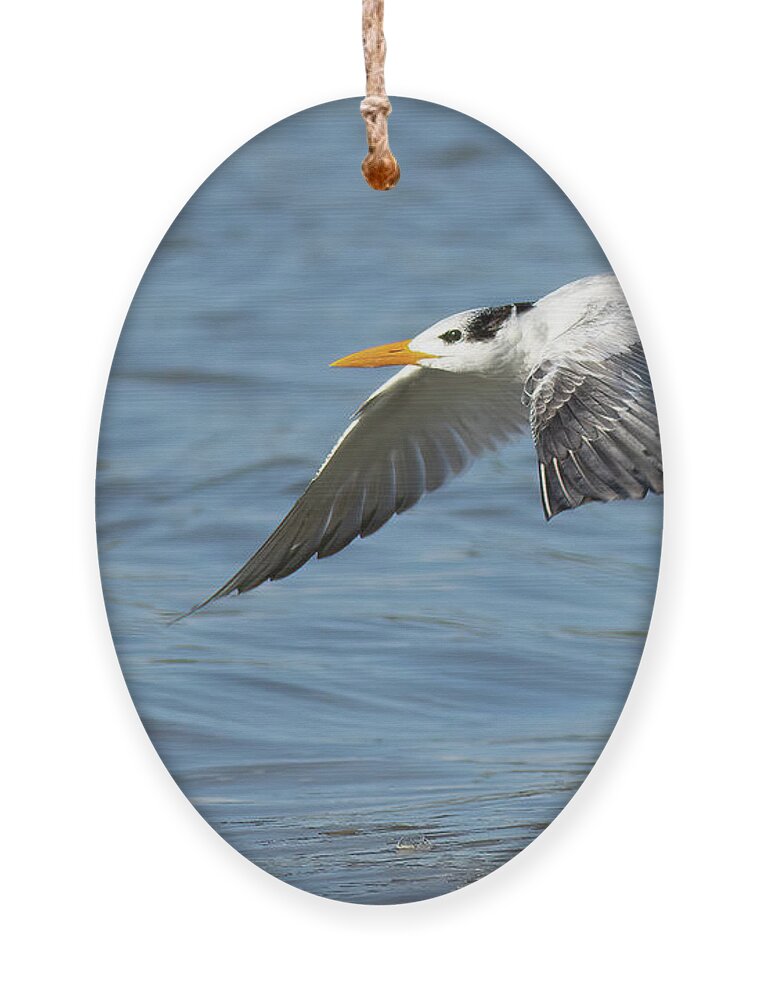 Royal Tern Ornament featuring the photograph Super Glide by RD Allen