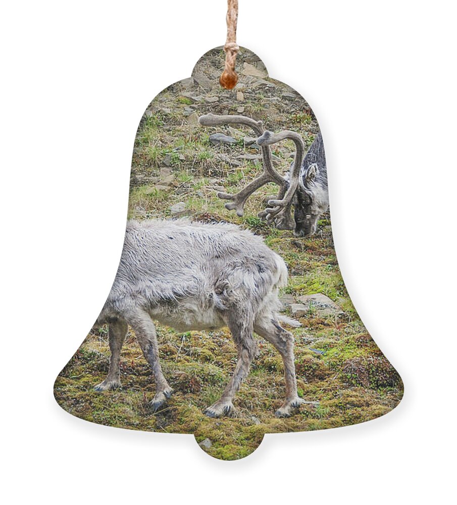 Reindeer Ornament featuring the photograph Svalbard Reindeer Pair on a Hillside by Nancy Gleason