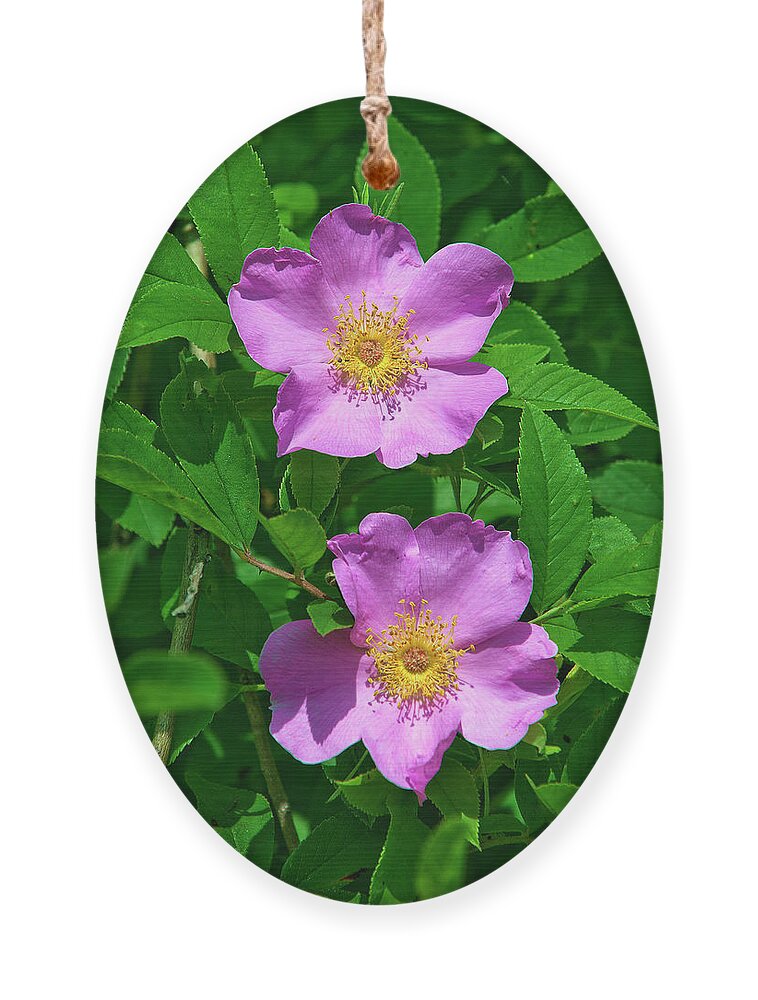Nature Ornament featuring the photograph Swamp Roses Rosa palustris DSMF179 by Gerry Gantt