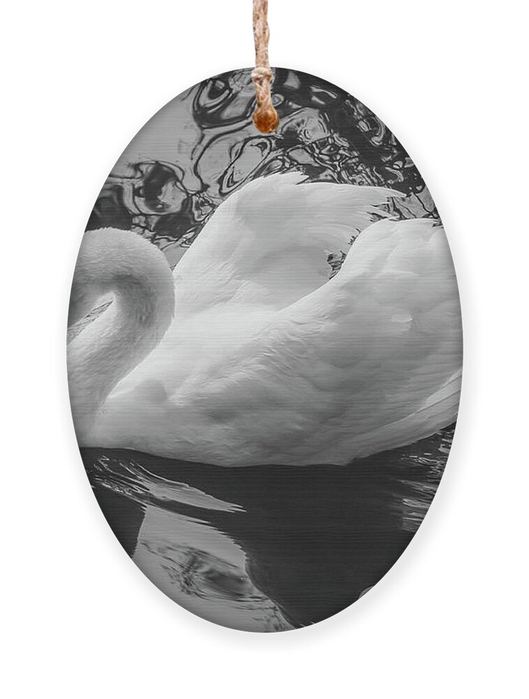 Sc Ornament featuring the photograph Swan 6 by Cindy Robinson
