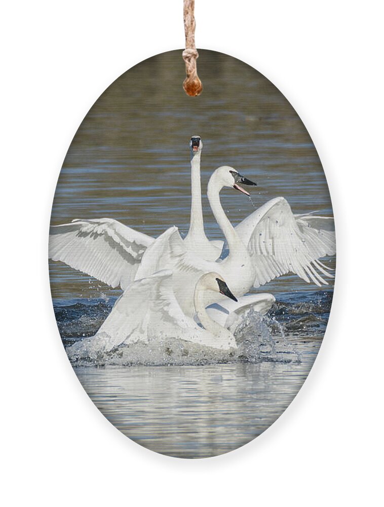 Kmaphoto Ornament featuring the photograph Swan Lake by Kristine Anderson