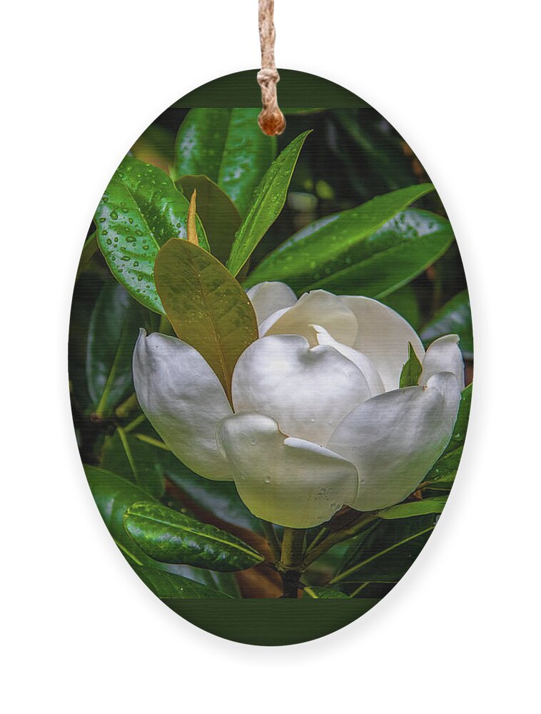 Blossom Ornament featuring the photograph Sweet Magnolia by Shelia Hunt