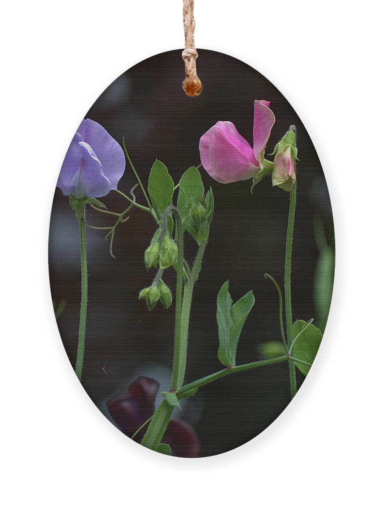 Sweet Pea Ornament featuring the photograph Sweet Peas by Rob Hemphill