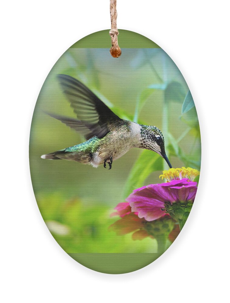 Hummingbird Ornament featuring the photograph Sweet Success by Christina Rollo