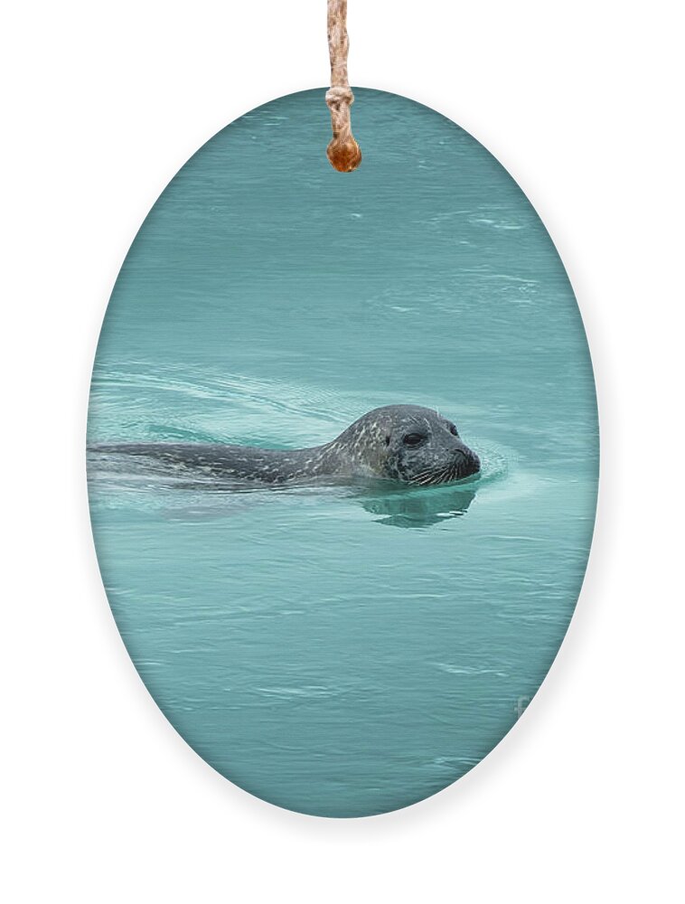 Seal Ornament featuring the photograph Swimming seal, Iceland by Delphimages Photo Creations