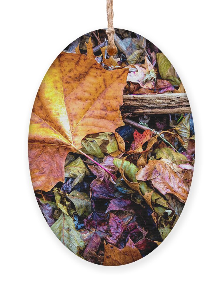 Fall Ornament featuring the photograph Sycamore Leaf by Debra and Dave Vanderlaan
