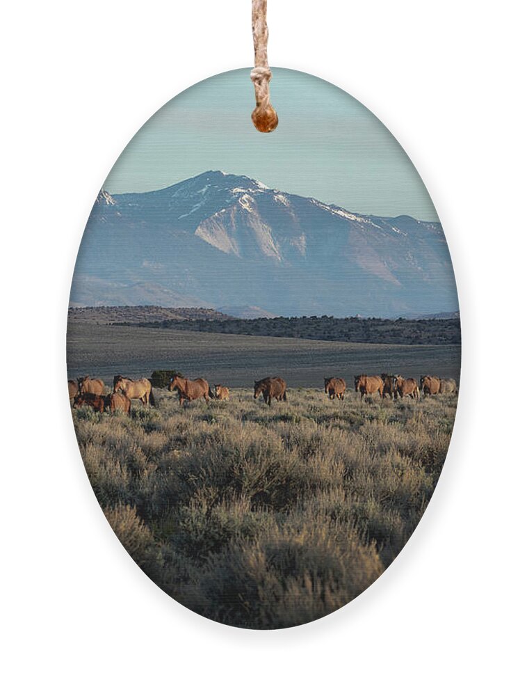  Ornament featuring the photograph _t__0163 by John T Humphrey