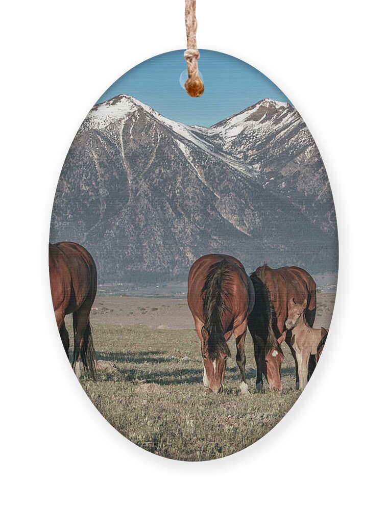 Horses Ornament featuring the photograph _t__1256 by John T Humphrey