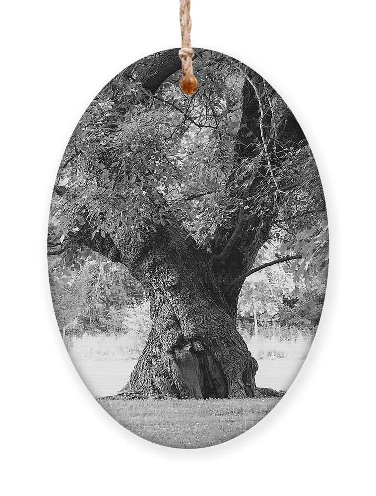 Trunk Ornament featuring the photograph Tall and Twisted by Bentley Davis