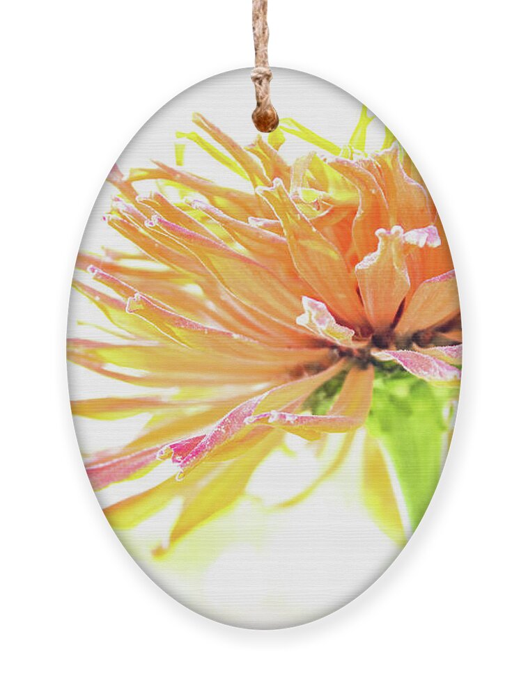 Tangerine Ornament featuring the photograph Tangerine Dream by Becqi Sherman