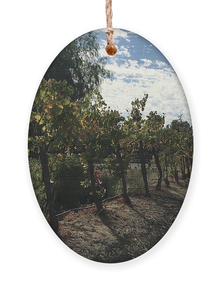 Grapevines Ornament featuring the photograph Temecula Vines by Roxy Rich