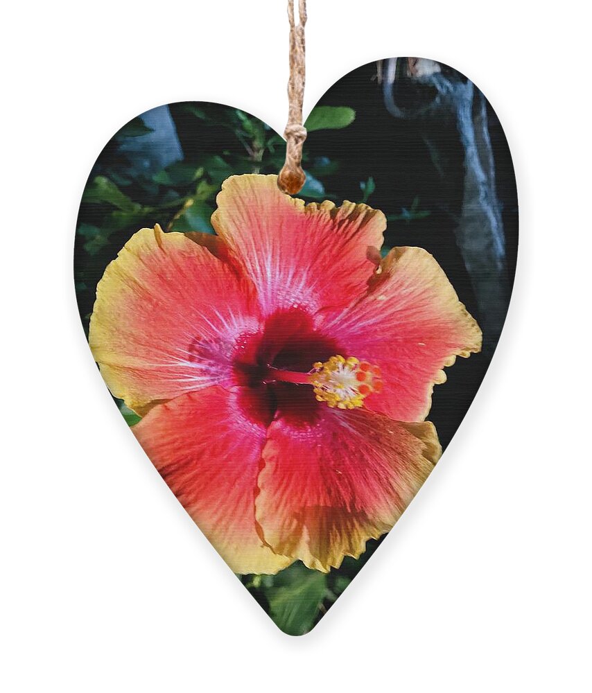 Flowers Ornament featuring the photograph Thanksgiving Hibiscus by John Anderson