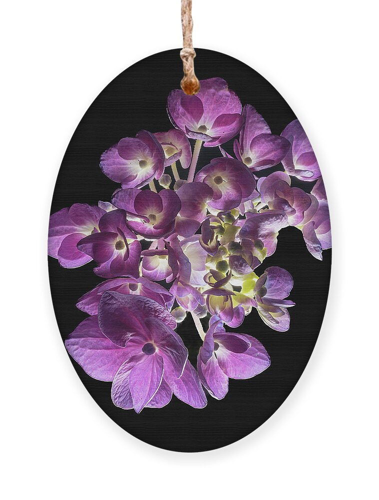 Bigleaf Hydrangea Ornament featuring the photograph Finale in Purple by Kevin Suttlehan
