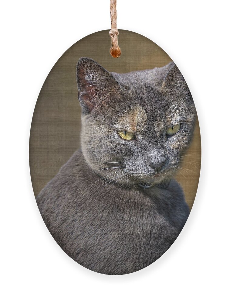 Cats Ornament featuring the photograph The Boss - Cat by Nikolyn McDonald