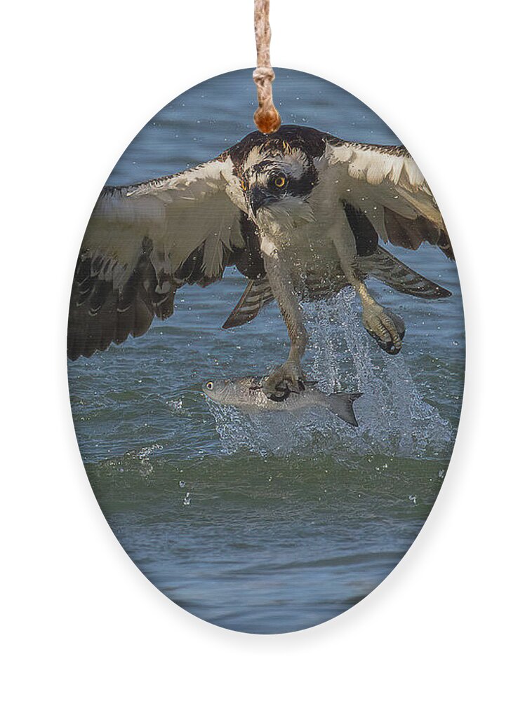 Osprey Ornament featuring the photograph The Catch by RD Allen