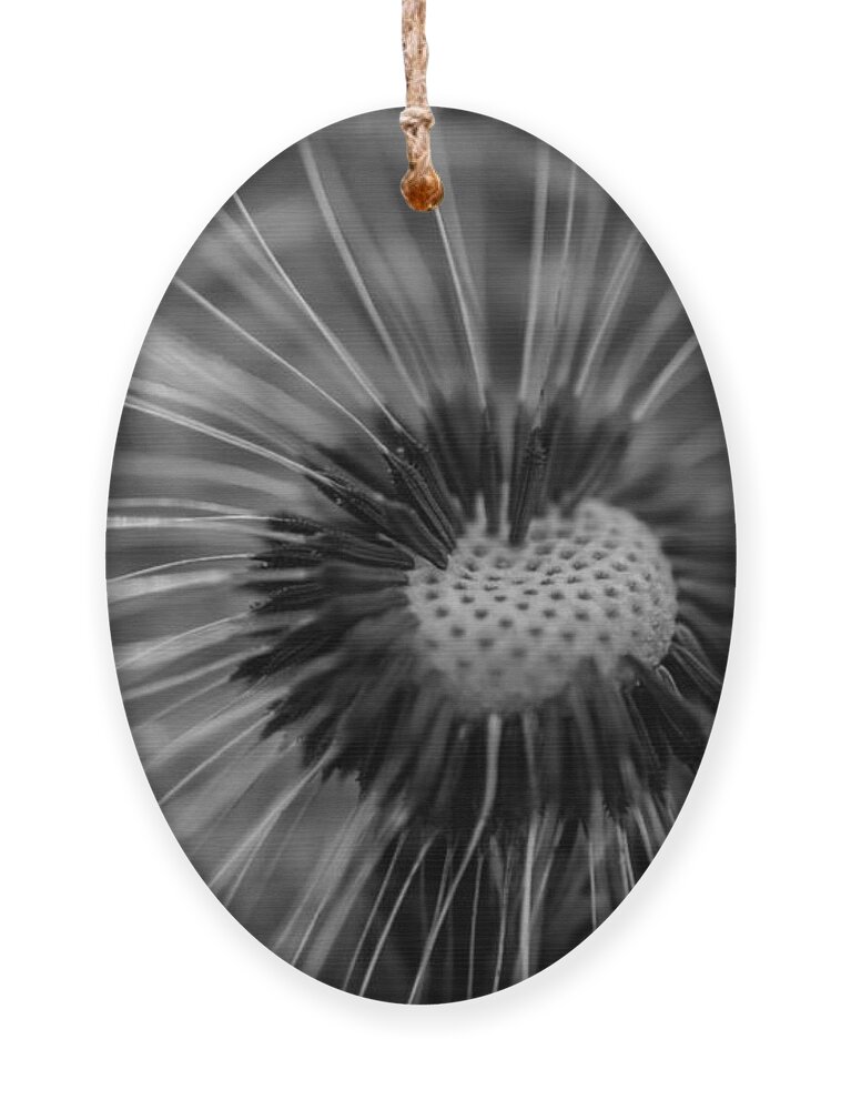 Landscape Ornament featuring the photograph The dandelion by Jamie Tyler