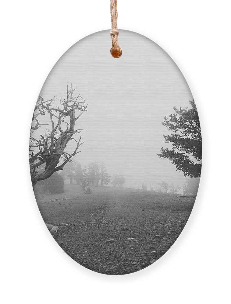 Bristlecone Pine Tree Ornament featuring the photograph The Dragon And The Walrus by Mark Ross