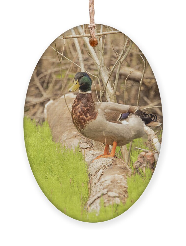 Nature Photography Ornament featuring the photograph The Drake by Donna Twiford