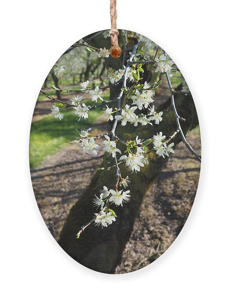 Plums Ornament featuring the photograph The Fragile Nature of Farming by Leslie Struxness