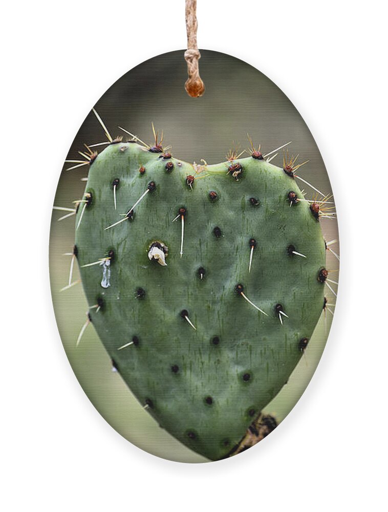 Het koud krijgen Interpunctie Voor u The Heart-Shaped Cactus - Grand Canyon National Park Ornament by Amazing  Action Photography - Pixels