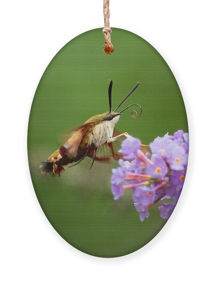 Cool Ornament featuring the photograph The Hummingbird Moth by Linda Bonaccorsi