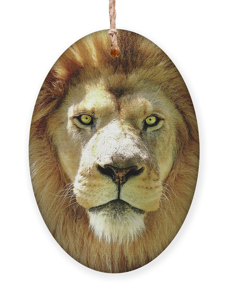 Lion Ornament featuring the photograph The King by Lens Art Photography By Larry Trager