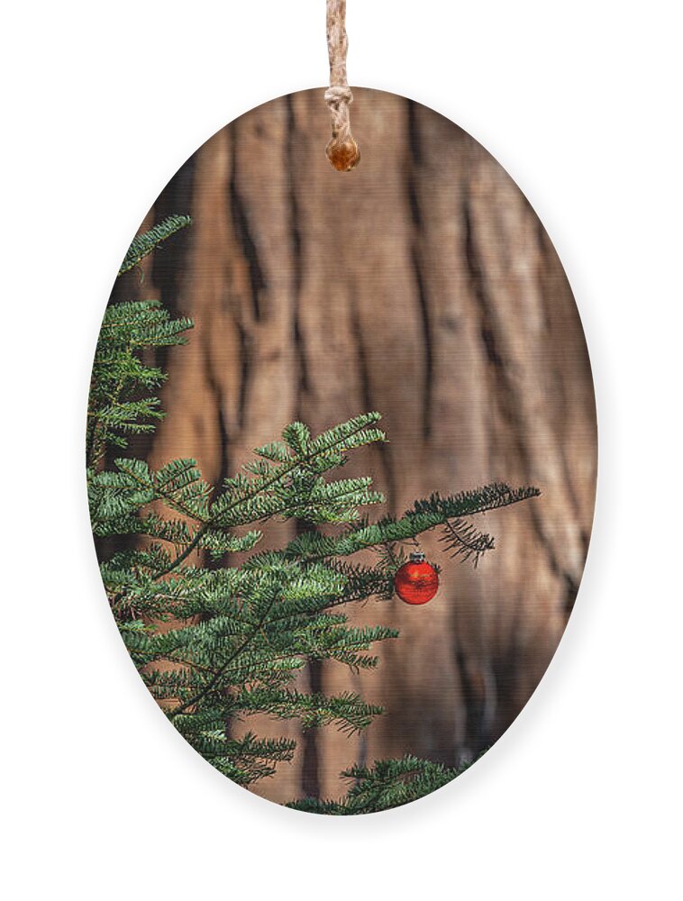 Christmas Ornaments Ornament featuring the photograph The Lone Ornament Edition 13 by Peter Tellone