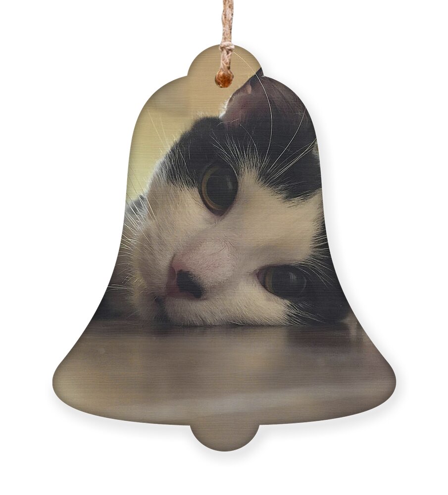 The Look Ornament featuring the photograph The Look- a cute cat portrait by Shelli Fitzpatrick