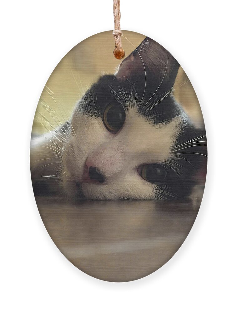 The Look Ornament featuring the photograph The Look- a cute cat portrait by Shelli Fitzpatrick