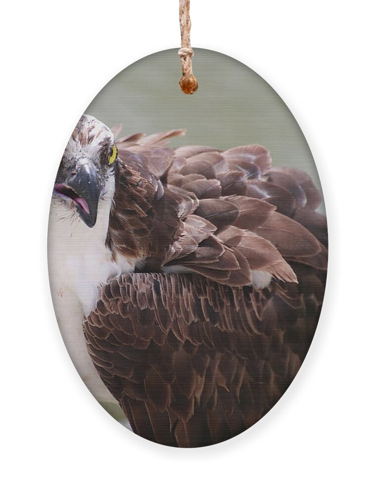 Osprey Ornament featuring the photograph The Look of an Osprey by David T Wilkinson